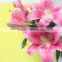 The Lowest Price Lilies Flower For Home Decorating With High Quality