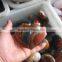 Romantic Quartz polished ocean jasper crystal Hearts decorations