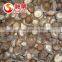Frozen Shiitake Mushroom IQF Shiitake mushrooms
