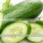 Cucumber oil