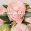 Hihg Quality Silk Wedding Peony Bouquet 27548P