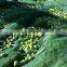 uv resistant plastic hdpe collection mesh netting green olive net