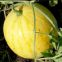 Yellow watermelon F1 hybrid sweet melon seeds fruit seeds no.89-2