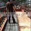 Building Material S275JR H beam price steel H beam