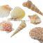 Vietnam Sea Shells Mixed Ocean/ Various Sizes Natural Seashells for Fish Tank, Home Decorations, Beach Theme Party