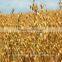 OATS