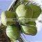 fresh coconut