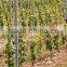 Galvanized Steel Vineyard Post/fence Posts