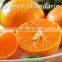 Grade A fresh mandarin orange citrus fruit