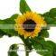 2016 High Quality Fresh Cut Yellow Sunflower From China with the top quality