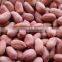 Bold Peanut/Groundnut