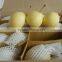 New crop of china fresh ya pear asia pear hot supplying