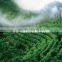 Natural and Bulk Packaging Raw Green Coffee Beans Popular Products