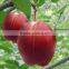 Red Flesh Apple Tree Seedling