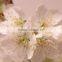 Cherry seedling
