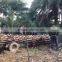 Large Date Palm Tree