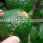 Tasty and Japanese pepper yuzu seasoning for many dishes , sample available