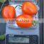 Marina F1 (PELLETED) Hybrid Tomato Seeds