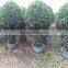 ficus panda cage shape-1.7m
