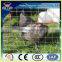 galvanized + pvc coated + pvc coated after galvanized welded wire mesh