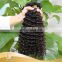 Brazilian unprocessed raw virgin water wave human wig hair
