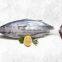 skipjack tuna price frozen skipjack tuna fish Katsuwonus Pelamis