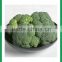 best price fresh broccoli for sale 600-700g/pc