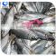 wholesale fishing frozen yellow tail horse mackerel fish
