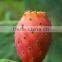 Organic Prickly Pear Seed Oil (Barbary Fig Oil/Cactus Oil) - Cold Pressed, Pure & Extra Virgin - Premium Quality