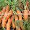 EXPORTING CARROTS