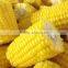 Frozen IQF whole sweet corn and cob