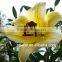 Beautiful Fresh Cut Lilium Flowers For Wedding Ceremony