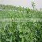 high quality lucerne seeds with competitive price