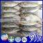 Small eyes Frozen Mackerel Fish,Round Scad Fish