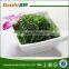 Seasoned Laver Frozen Wakme Salad