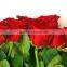 Wholesale Fresh Cut Rose Flowers Roses for Valentine's Day