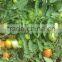 Red Jumbo F1 Hybrid Tomato Seeds