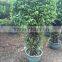 ficus panda cage shape-1.7m