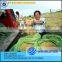 Whirlston exported to Phippines middle type rice paddy soybean harvest machine