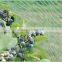 100%HDPE Regular Anti Bird Repellent Net
