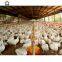 chicken house designs for small scale