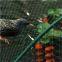 HDPE 8gsm 8X8M green color anti bird net, agricultural net,greenhouse tool, garden net, protect crops