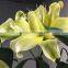 Decorative yellow king wide varieties fresh cut lily flower