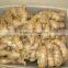 Air--dried ginger in PVC box