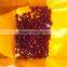 Marquise Of Ruby Gemstones