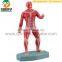 Human Anatomical whole body muscle Sport Move medical and training model