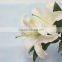 Wide varieties factory direct sell fresh cut flower lilies