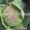 2014 New Crop Fresh Flat Chinese Cabbage