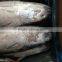 China manufactuer seafrozen bonito Bullet tuna