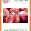 bulk FOR SALE Fresh Red Onion